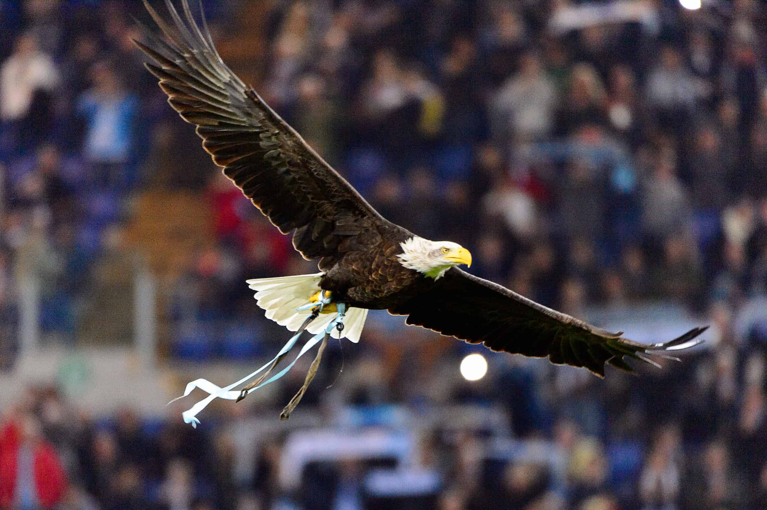 Bald eagle attacks human: What do you need to know? Get these important facts for your awareness!