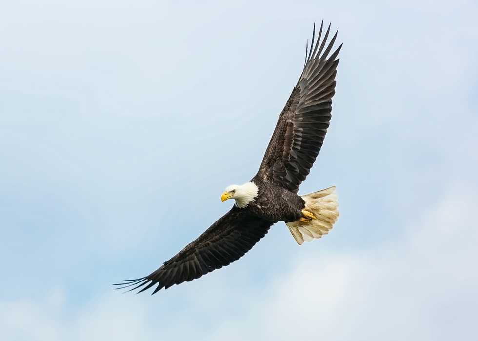 Bald eagle attacks human: What do you need to know? Get these important facts for your awareness!