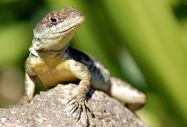 Wondering about lagarto in english? Discover the correct and most used term easily now.