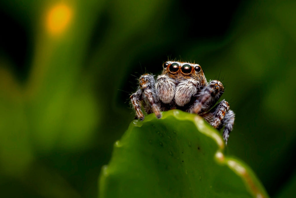 What can you photograph with a canon 50mm macro? (More than just bugs, get creative with this lens)