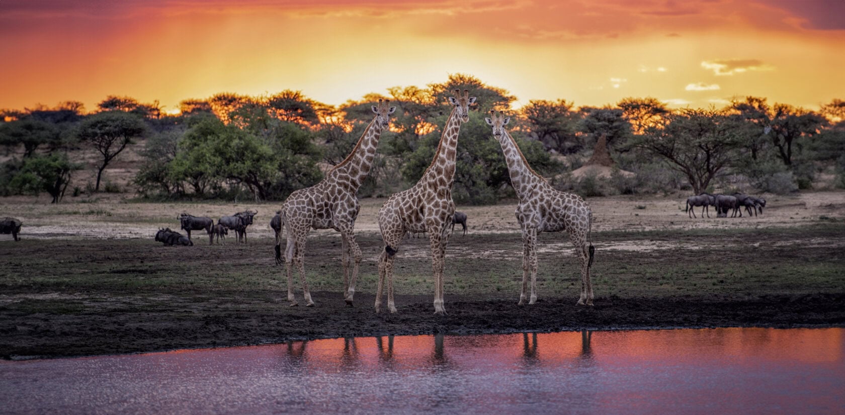 What are Green safari holidays really like? Understand how these trips support wildlife conservation and sustainable travel.