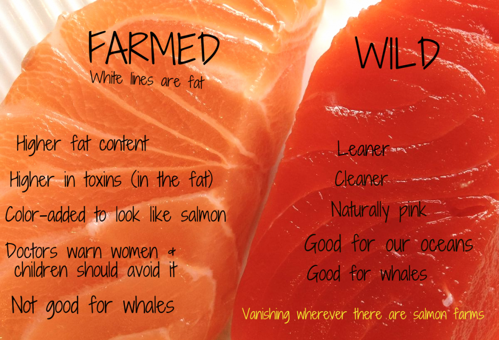 Is Farm Raised Salmon Good For You? Find Out The Truth About Its Health Benefits Today