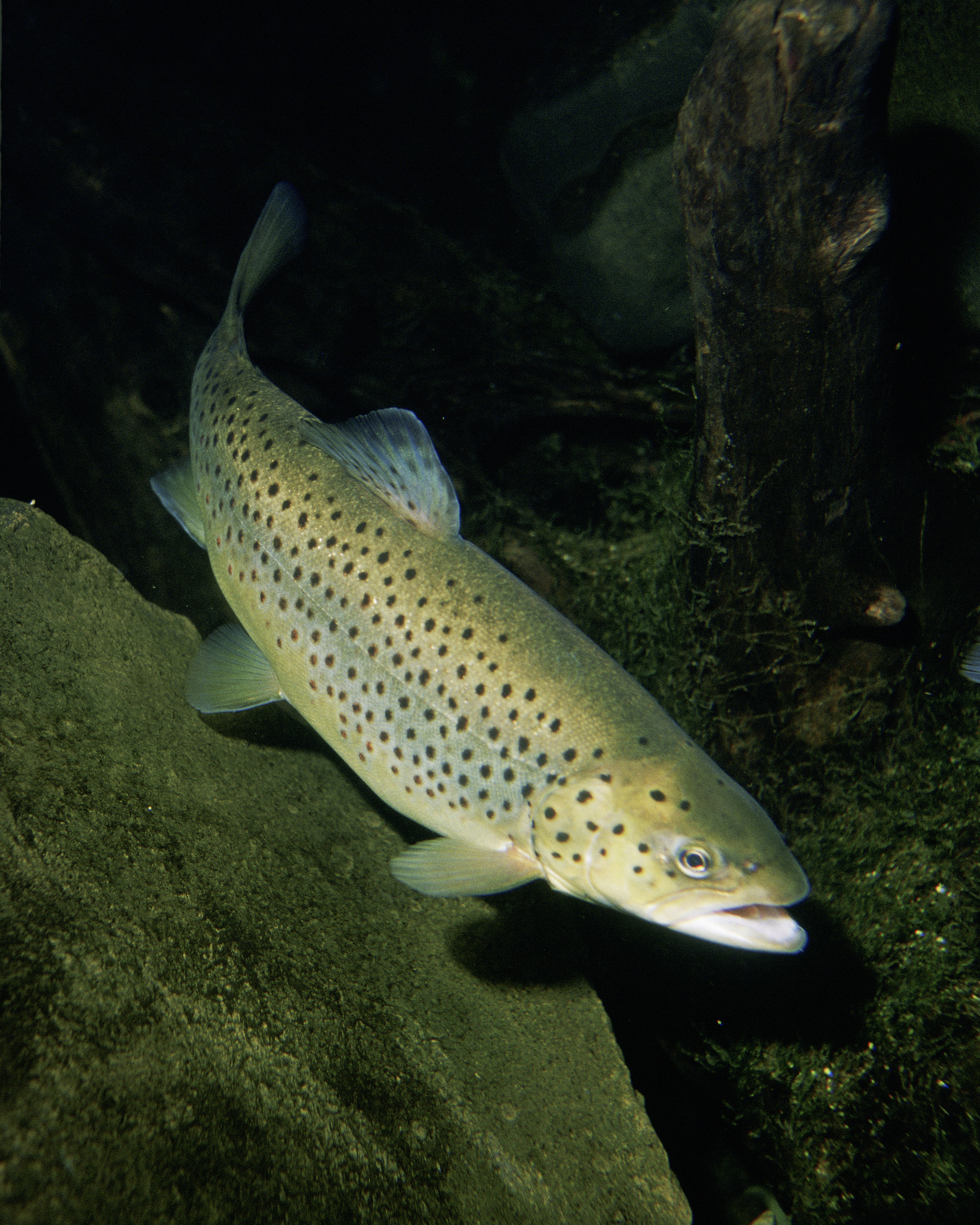 What is trucha fish and where can you typically find this popular freshwater trucha fish species?