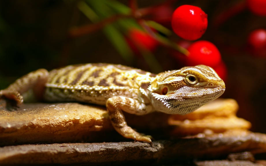 Wondering about lagarto in english? Discover the correct and most used term easily now.