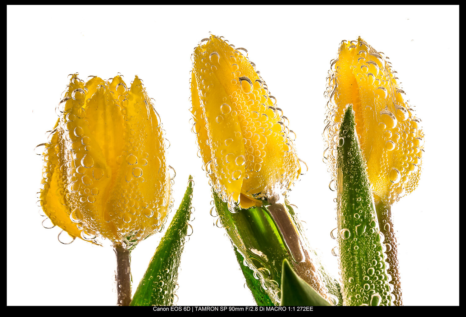 What is the photography rule of odds? Your quick guide to making pictures truly awesome!