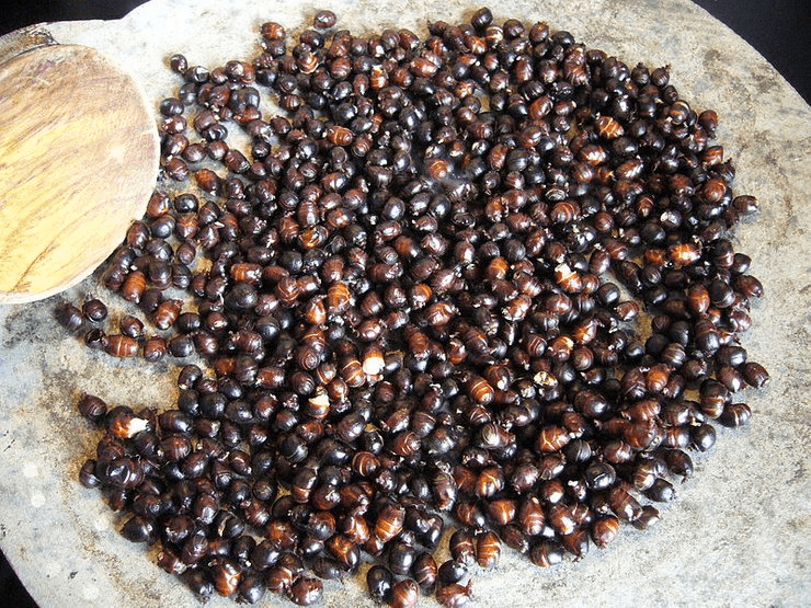 Why are Zompopo de Mayo so popular? Learn about this unique May insect food.