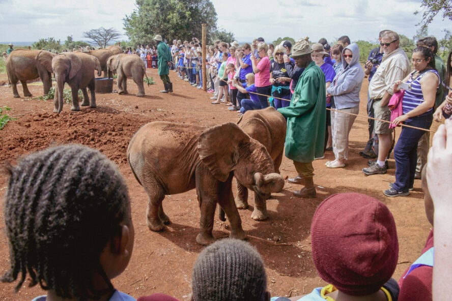 Want an ethical Sustainable wildlife experience now? Here's how to pick tours that truly help animals!
