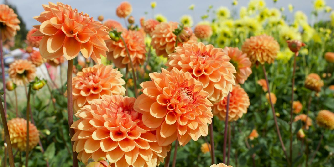 Want your garden to feature flowers with depth? Learn how these special blooms can elevate its aesthetic appeal!