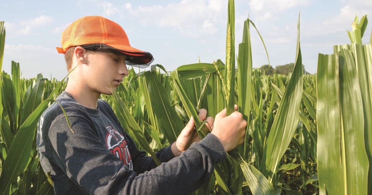 What is detasseling corn? See the picture and learn more!