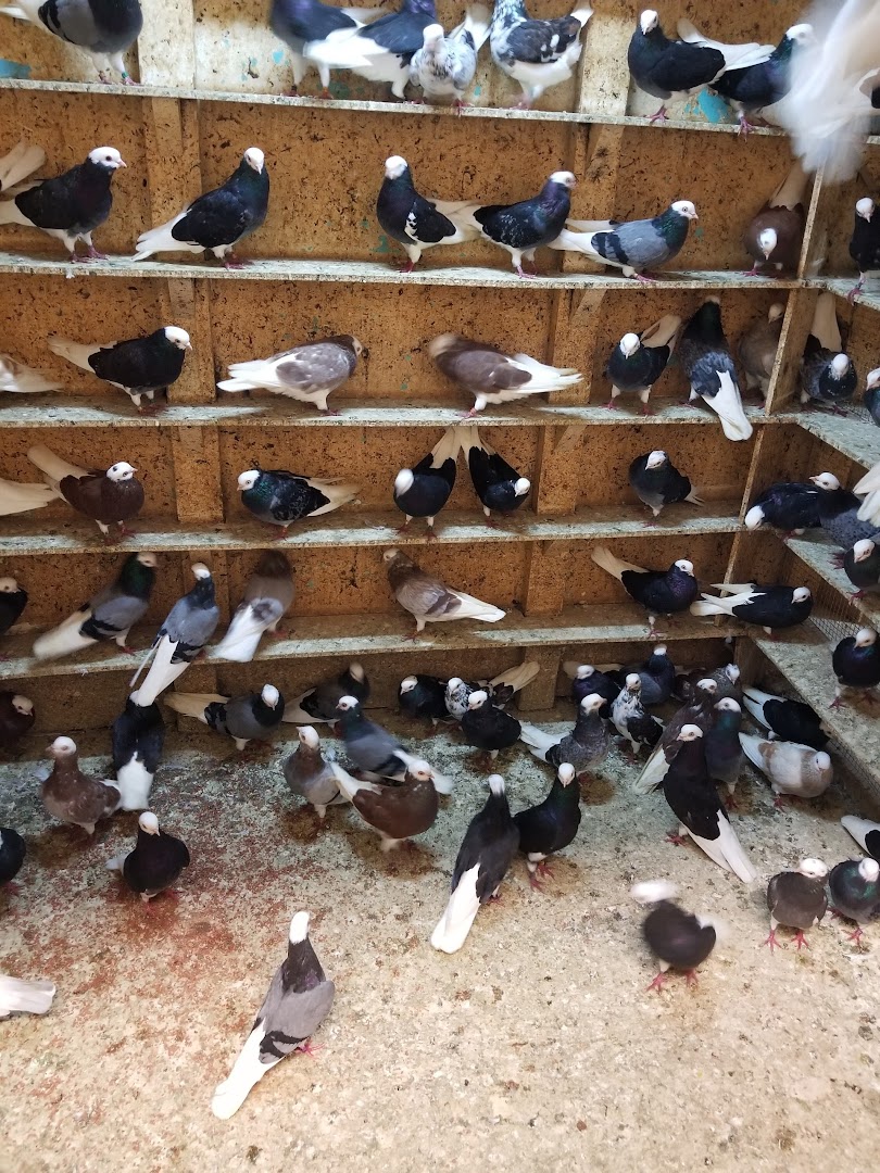 What makes Broadway Pigeon and Pet Supplies special? Find out about our top products and friendly service.