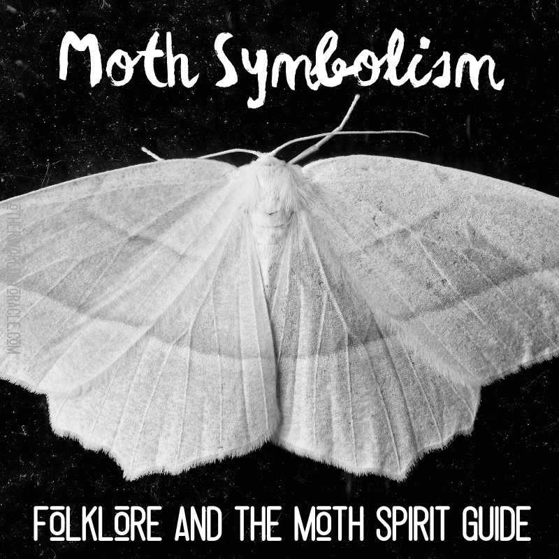 Symbolism of the moth: whats the real meaning? Discover how it connects to your life and spirit.