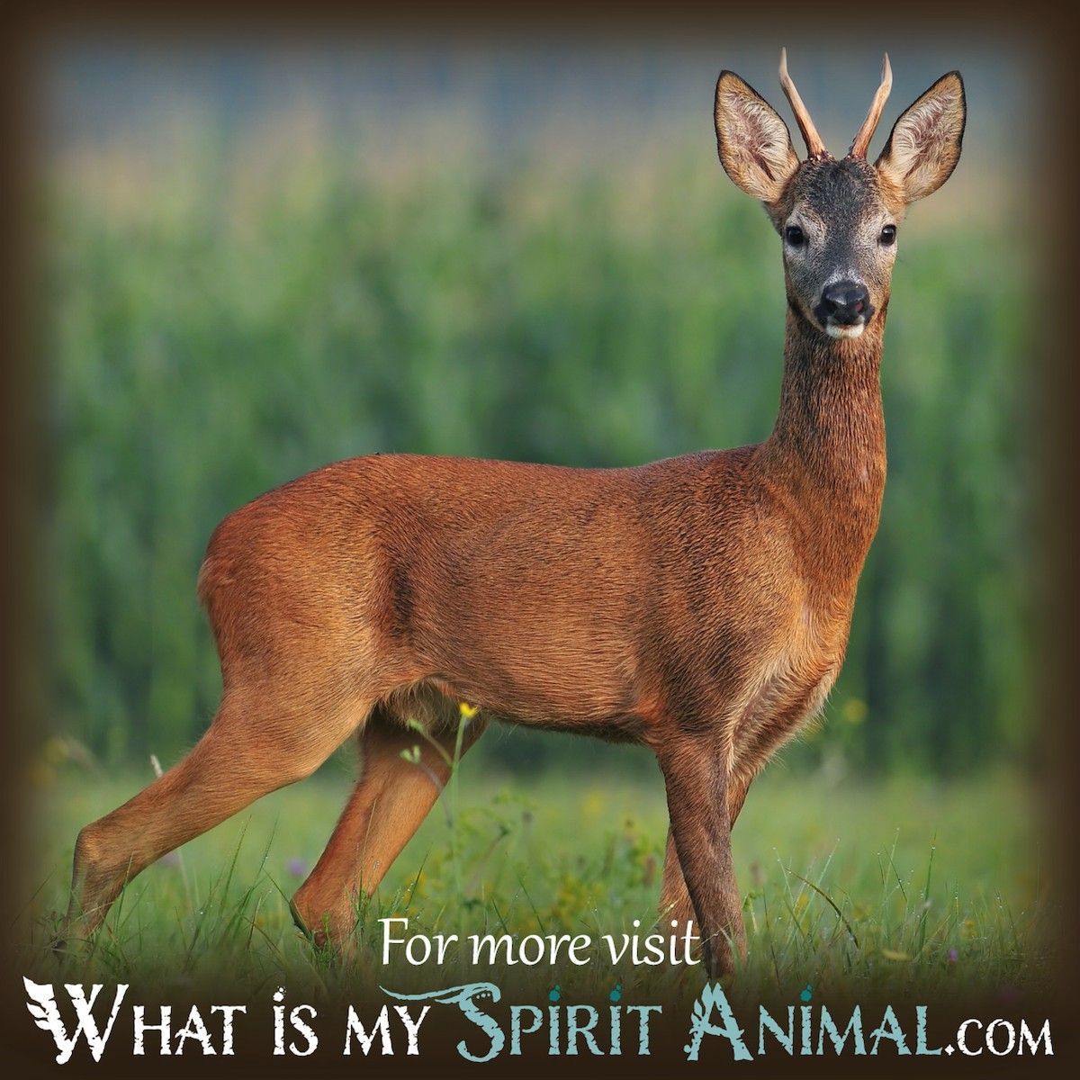 Are you curious about animal meanings deer in dreams? Learn what your deer dream means.