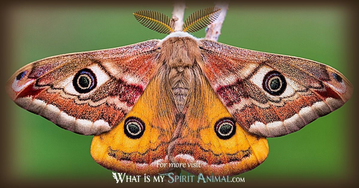Symbolism of the moth: whats the real meaning? Discover how it connects to your life and spirit.