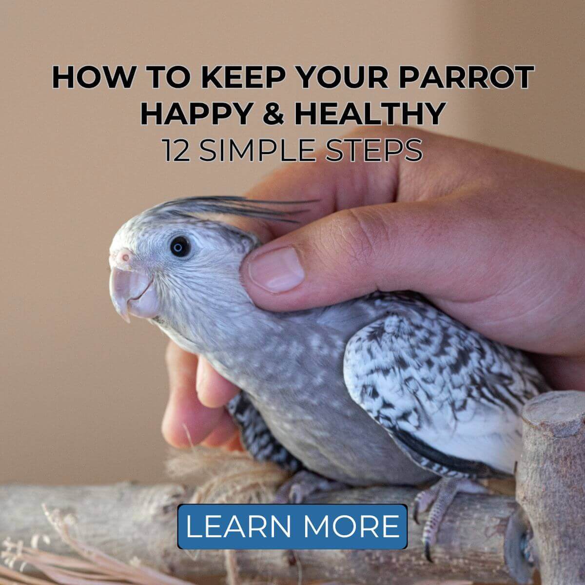 Owning parrots brooklyn (Simple care tips to keep your feathered friend happy and healthy.)
