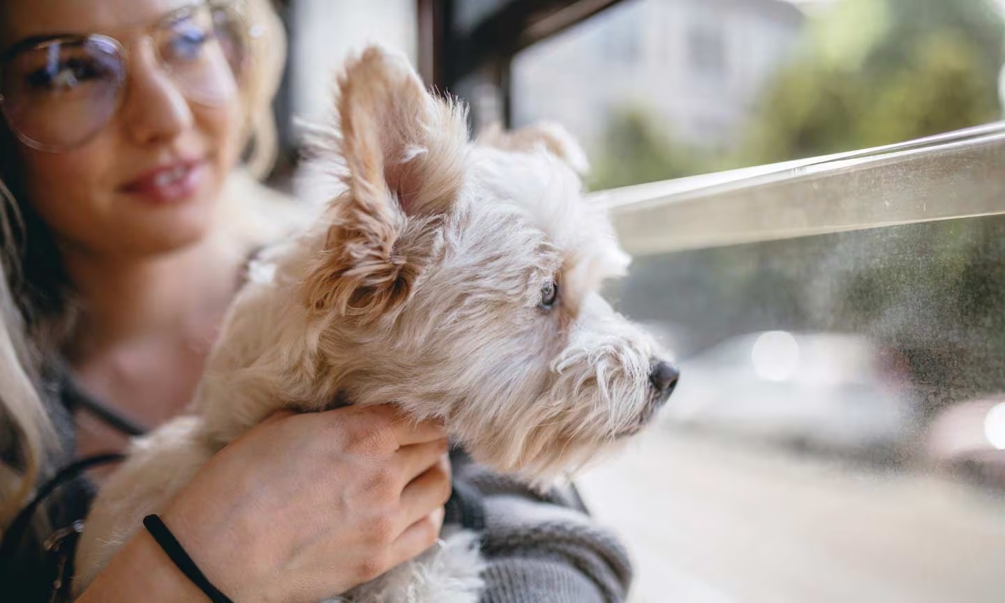 Learning how to travel with pets safely and securely? Here's your easy guide for happy pet adventures.
