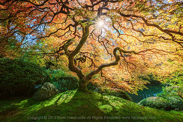 Want better tree photography results? Try these easy tips for incredible nature pictures today.