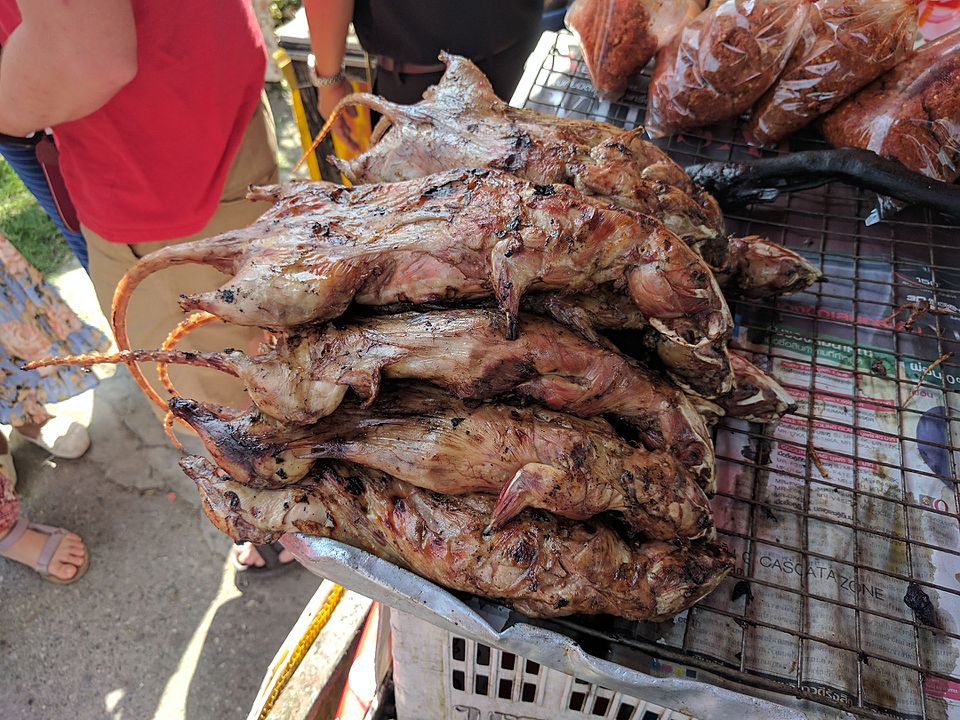 Is eating rat stew safe for your health? (Important things you must know before you try it)