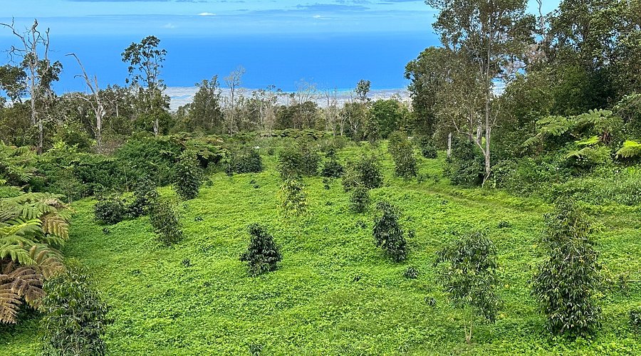 Want to visit Mountain Thunder Coffee Plantation? Explore Konas famous coffee and enjoy amazing tours!