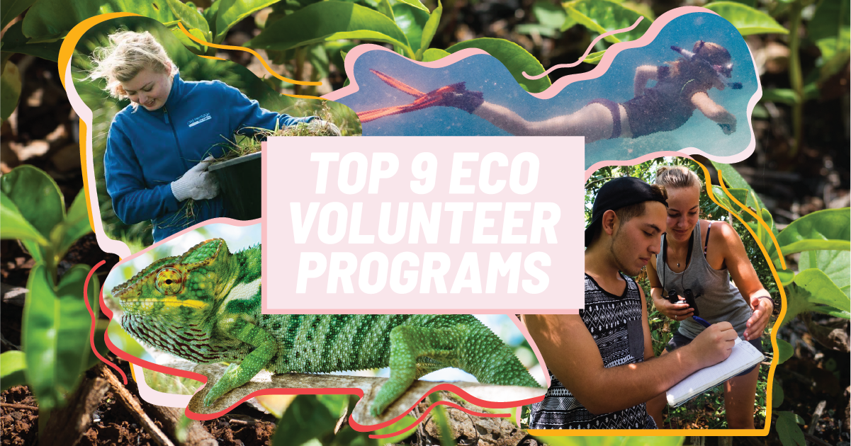 Discover amazing Eco-conscious volunteering travel opportunities (Find top programs that help you see the world and protect it)