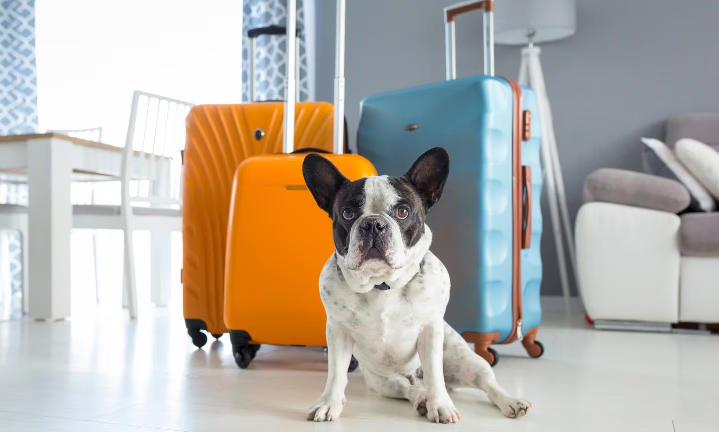 Learning how to travel with pets safely and securely? Here's your easy guide for happy pet adventures.