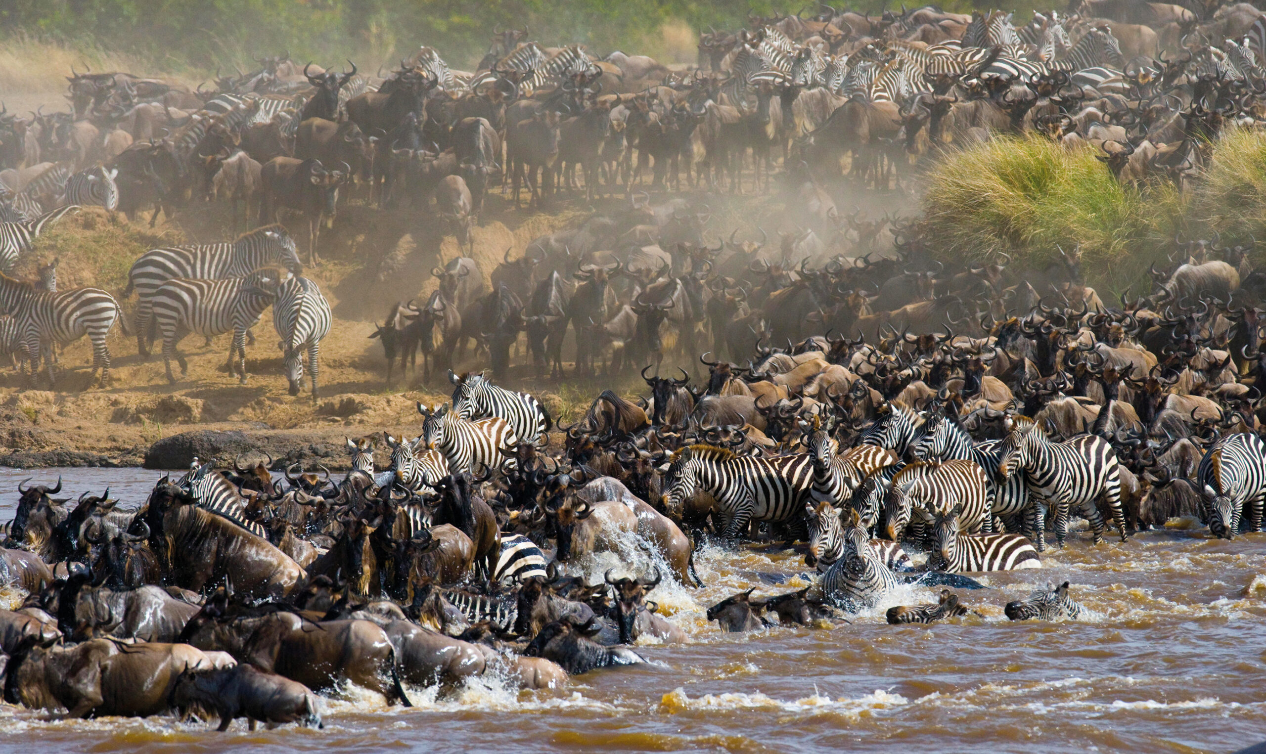 Want an ethical Sustainable wildlife experience now? Here's how to pick tours that truly help animals!