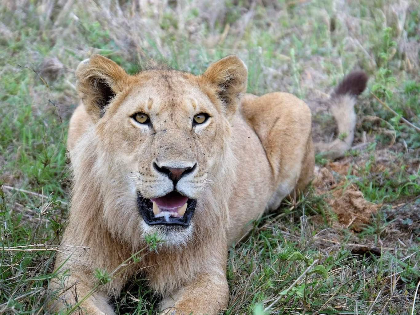 Want an ethical Sustainable wildlife experience now? Here's how to pick tours that truly help animals!