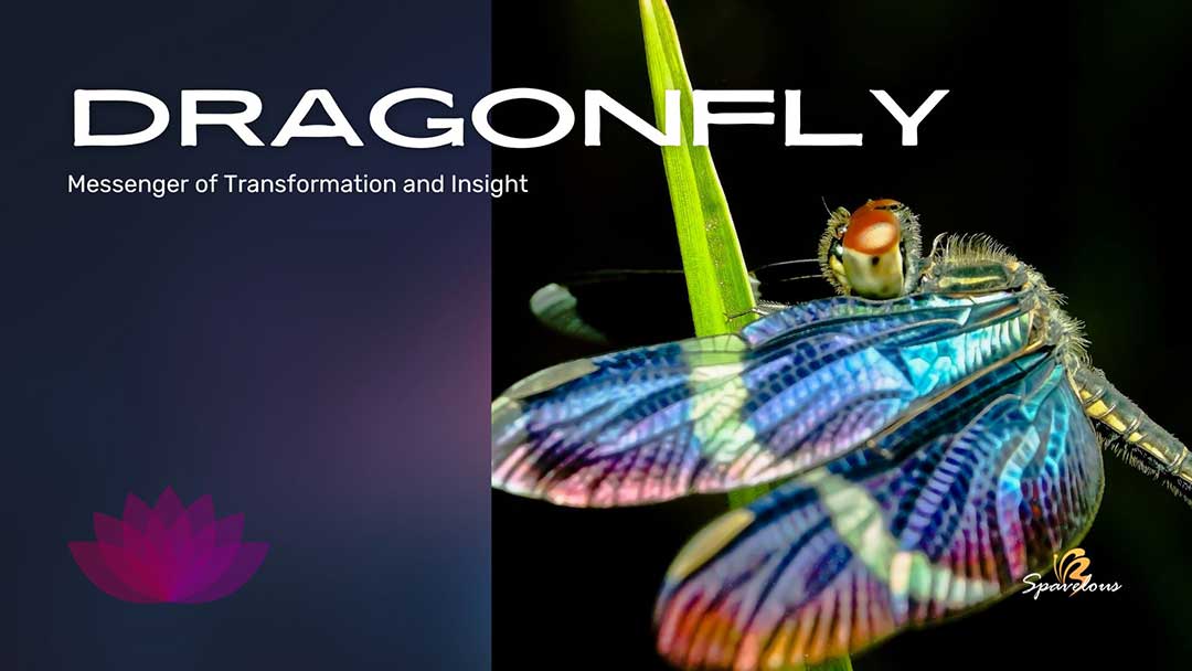 What does the spiritual meaning dragonfly tell you? Its often a call for transformation and joy.
