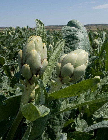 Buy alcachofas (Pick fresh)
