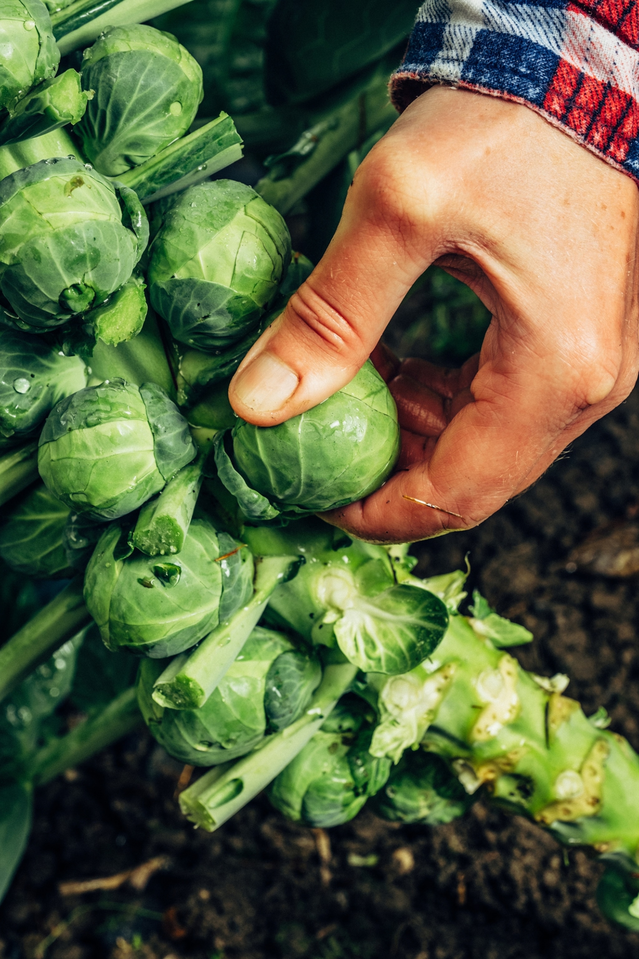 Are bitter greens the secret to good health? Explore how these powerful plants can boost your overall well being.