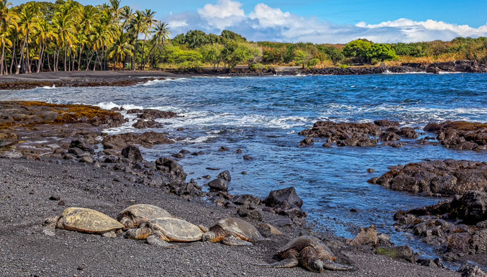 Visit Punaluʻu Beach Black Sand: How To Get There Easily!