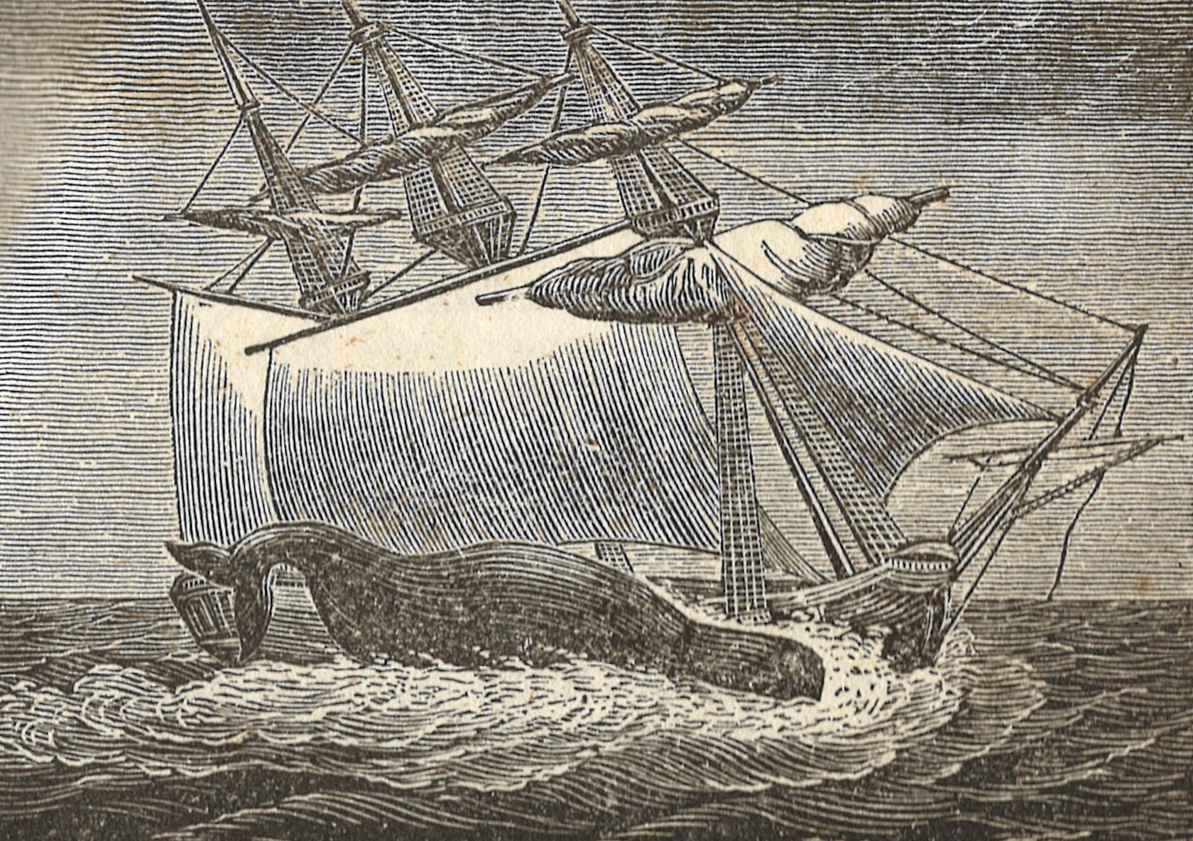 How did the survivors of the whaleship essex stay alive at sea? (Their desperate methods and grim journey revealed!)