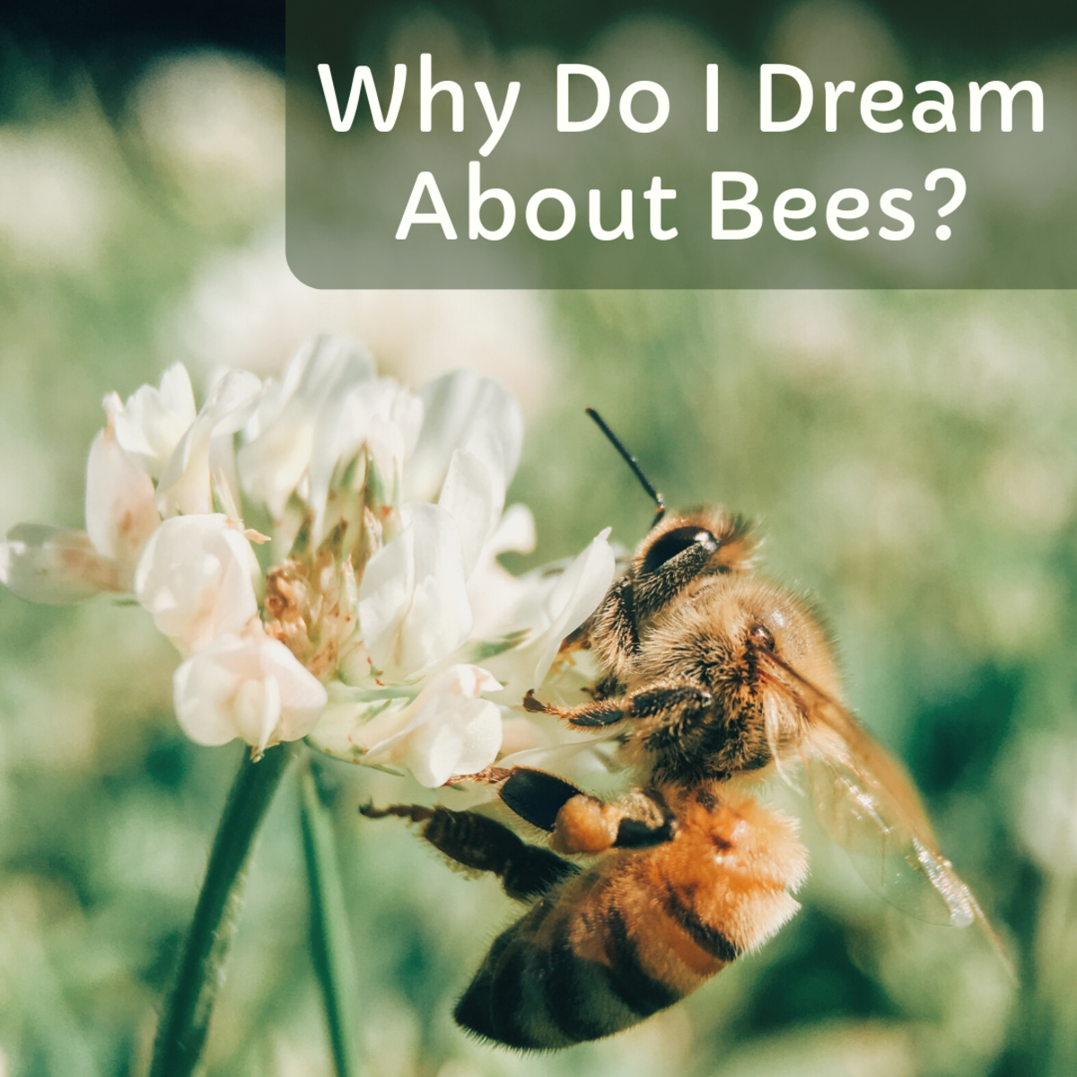 My dream of being stung by a bee was scary! What could this actually mean for me?
