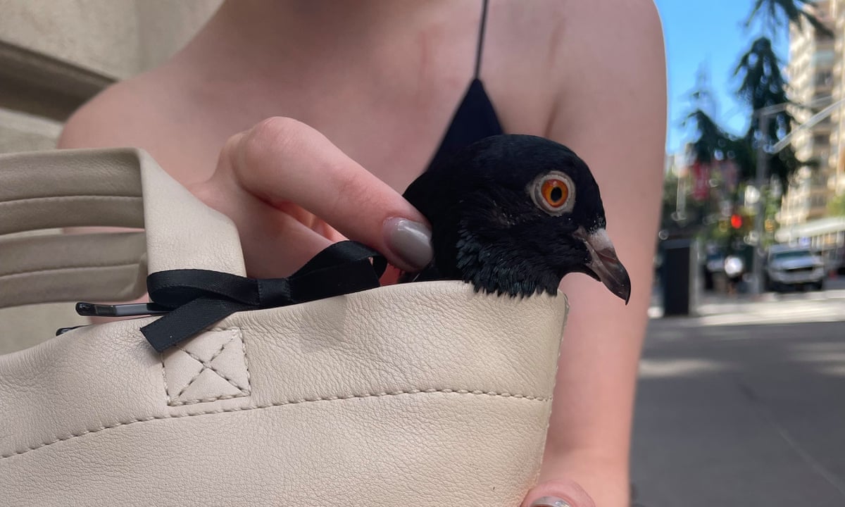 What makes Broadway Pigeon and Pet Supplies special? Find out about our top products and friendly service.