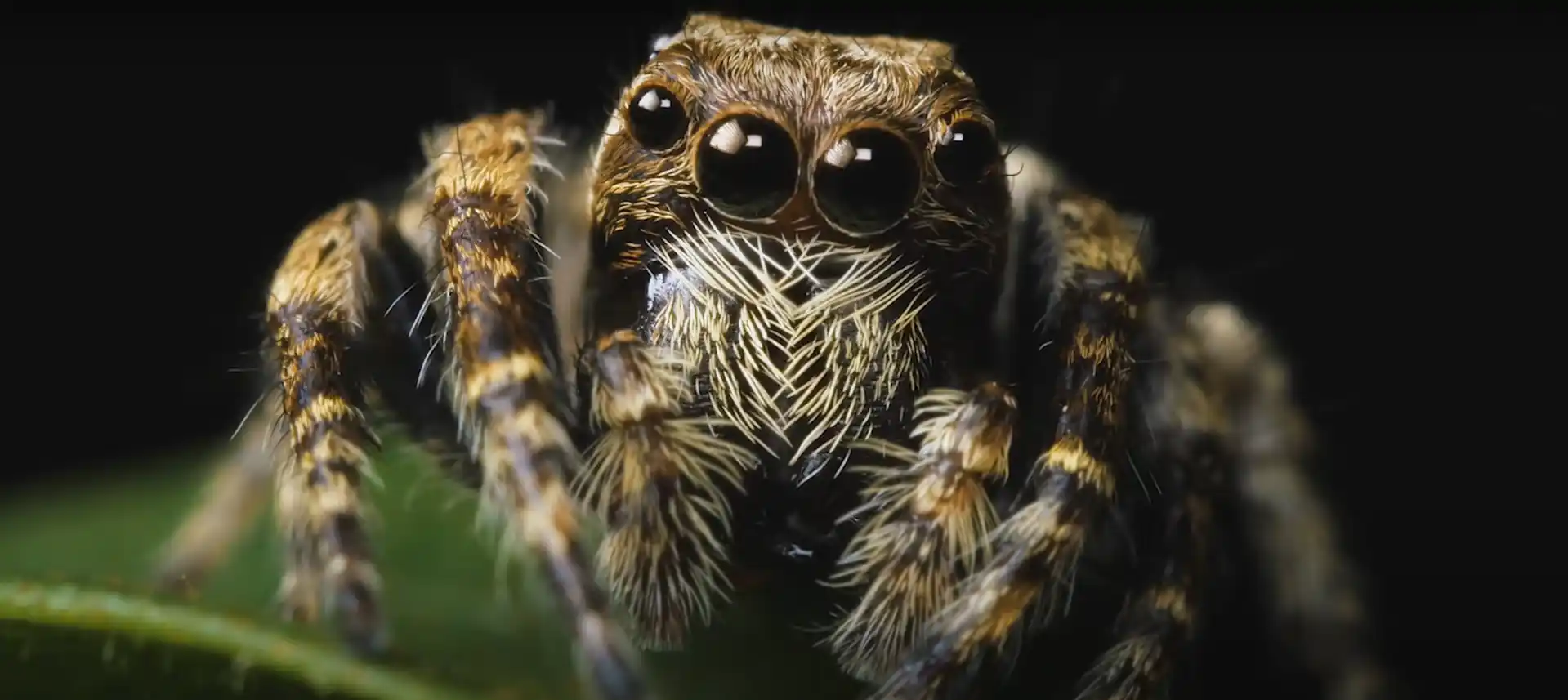 Why do I keep dreaming about spider bites? Learn about hidden worries or warnings in these dreams!