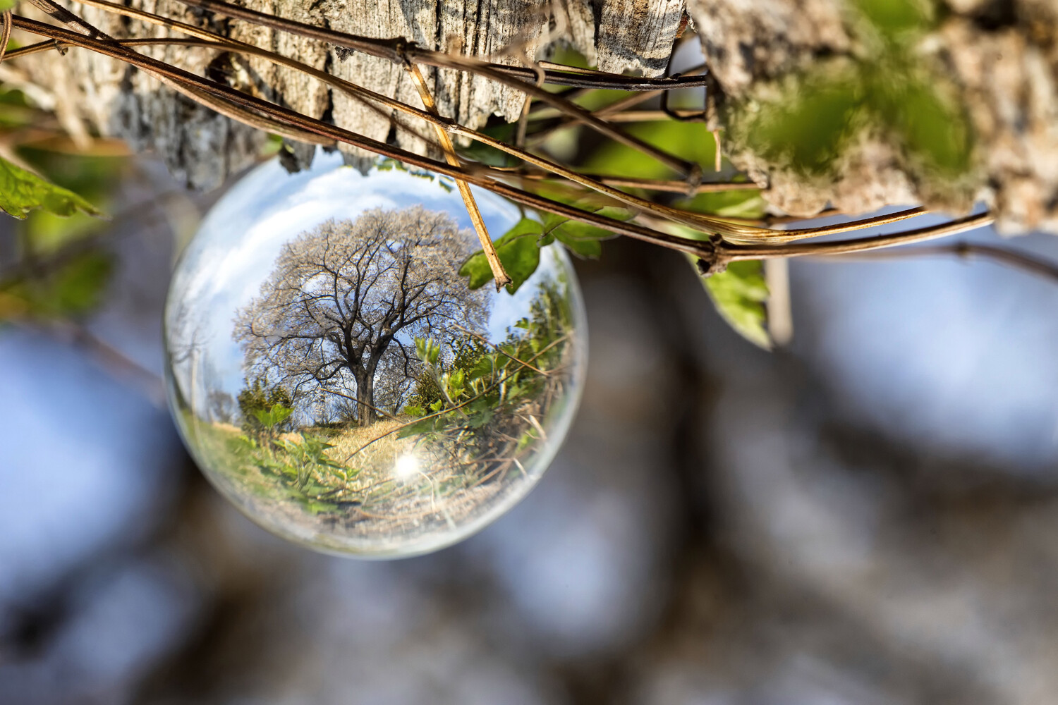 Want better tree photography results? Try these easy tips for incredible nature pictures today.
