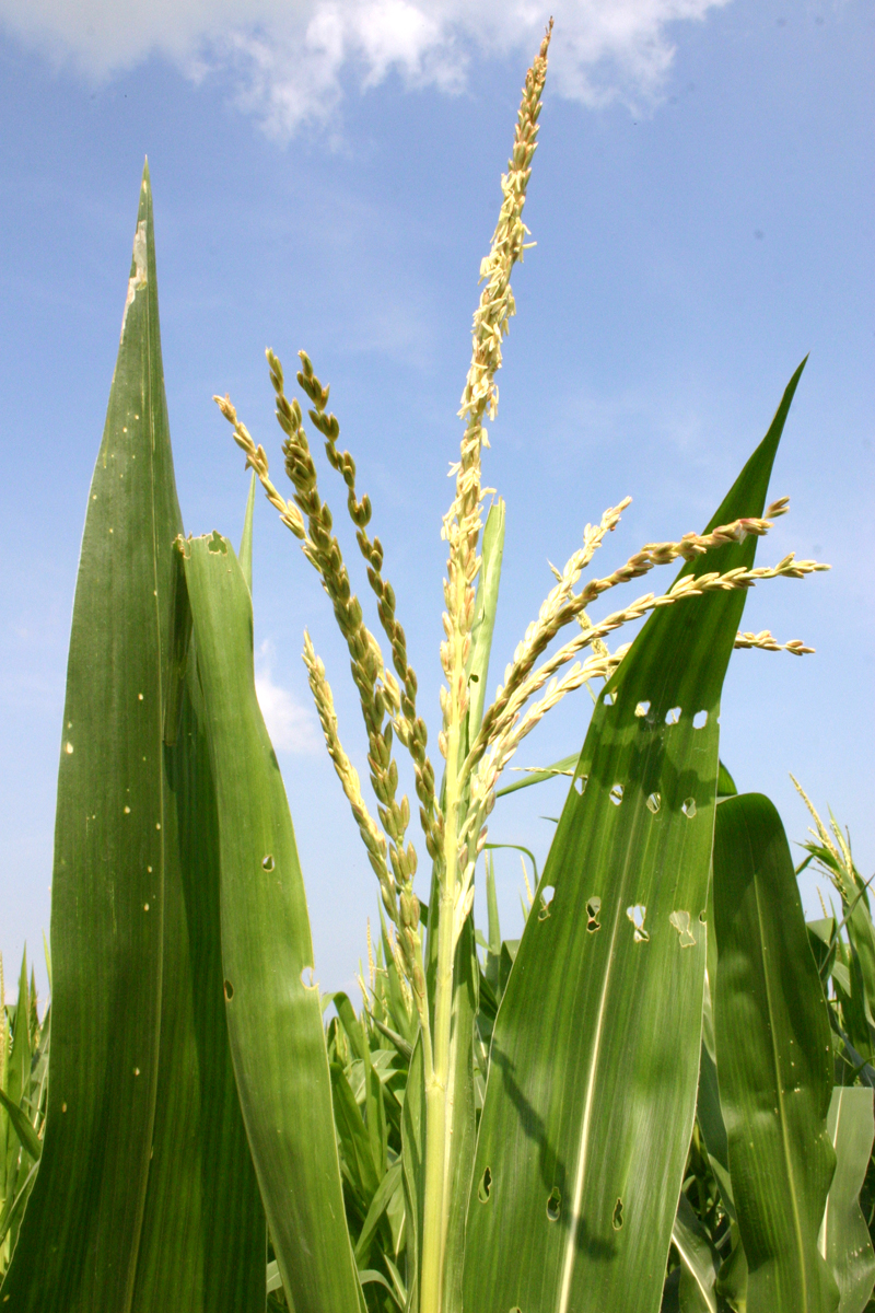 What is detasseling corn? See the picture and learn more!