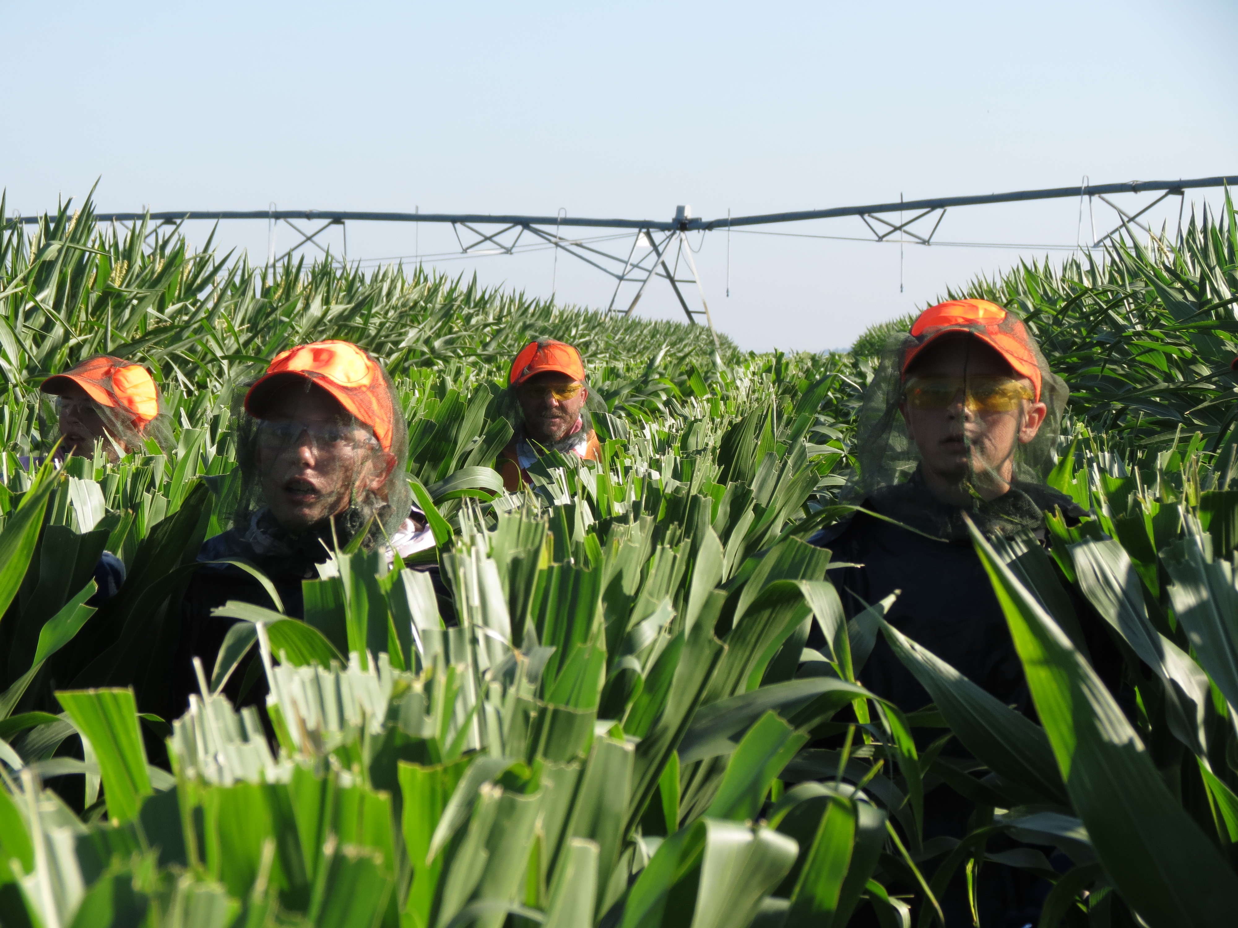 What is detasseling corn? See the picture and learn more!