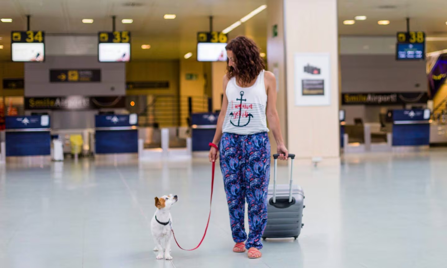 Learning how to travel with pets safely and securely? Here's your easy guide for happy pet adventures.