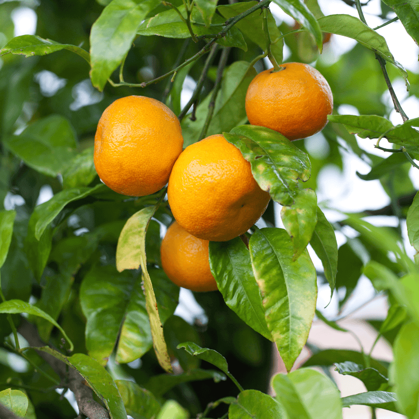 Where to find sweet yellow citrus from china? (Online stores with fast delivery!)