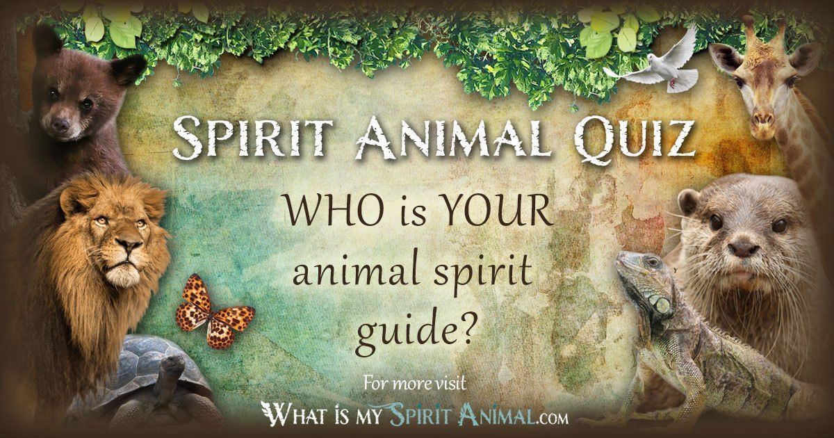 Find My Spirit Animal What Is It & How To Know Yours True