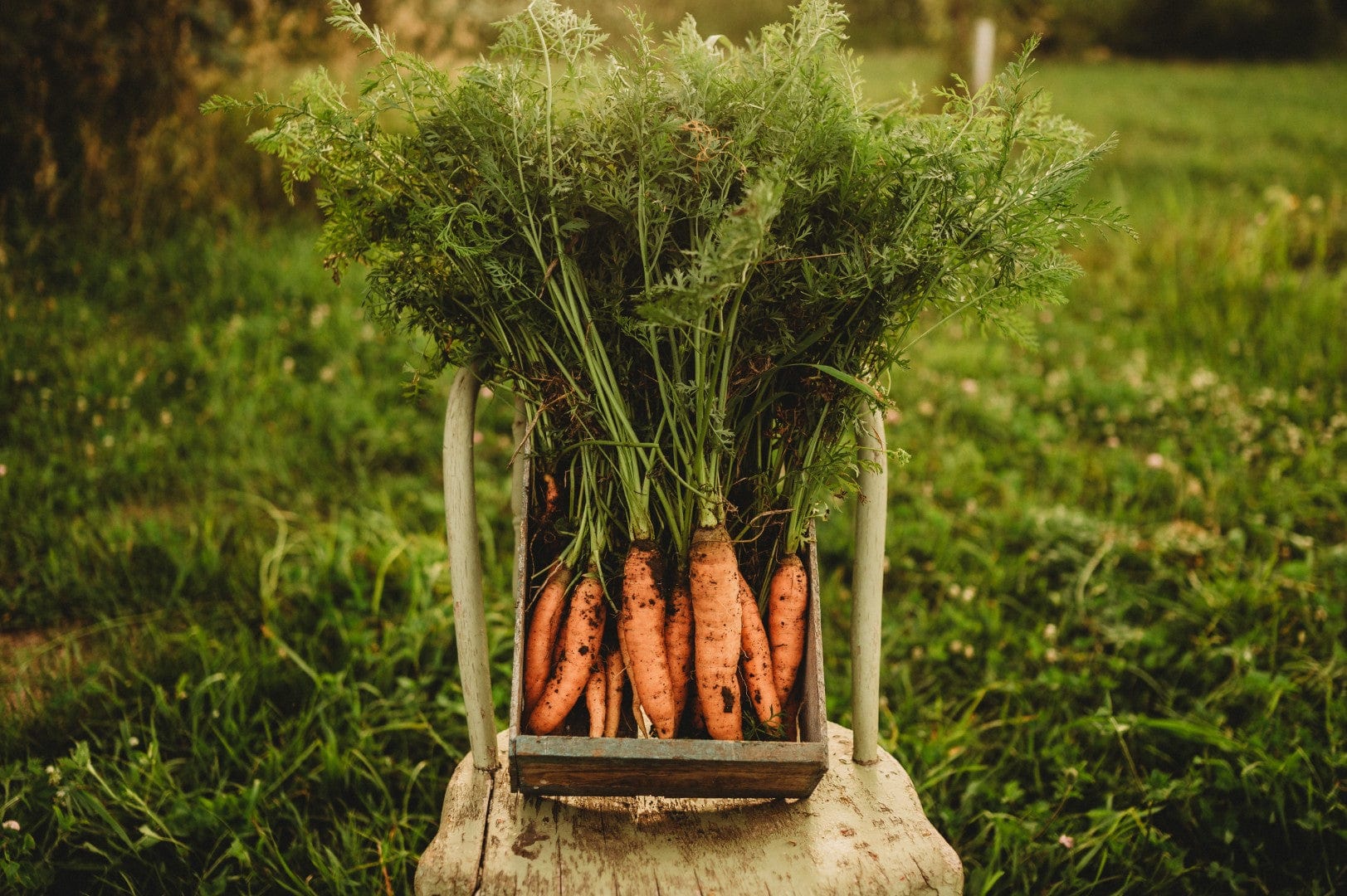 Which is the best country to grow carrots in? Tips for choosing your spot!