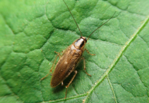 What causes roach infestation behind fridge? Expert tips for safe extermination.