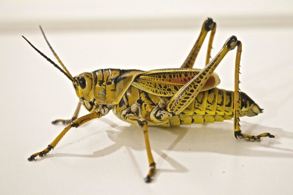 Grasshopper Symbol Meaning in Culture? Ancient Beliefs and Modern Views