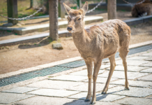 What Does a Deer Symbolize in Dreams? Quick Interpretation Guide Here!