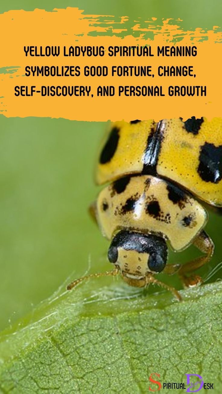 Yellow Ladybug Luck Meaning: Signs of Joy and Good Fortune