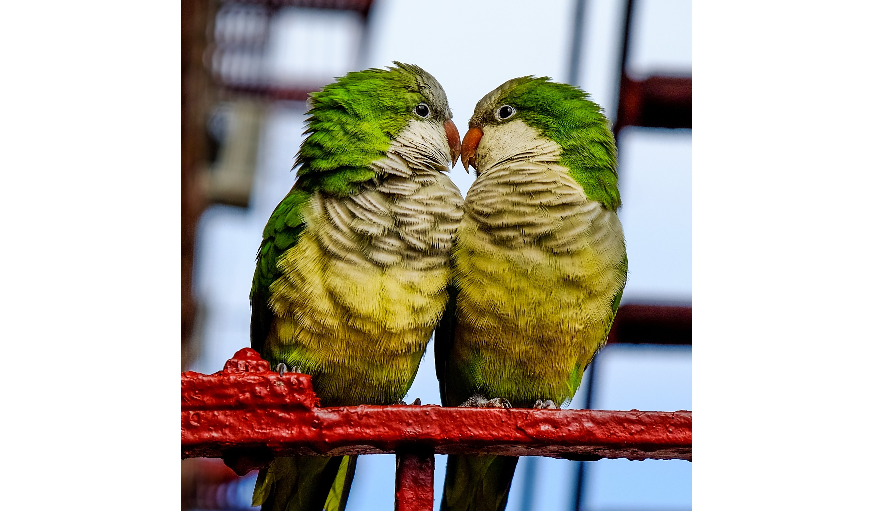 Wild Parrots New York City Guide (Top Locations and Behavior)
