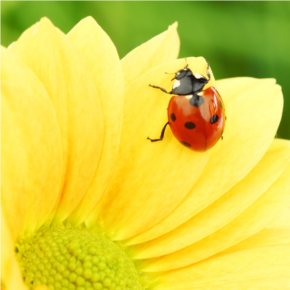 Yellow Ladybug Luck Meaning: Signs of Joy and Good Fortune
