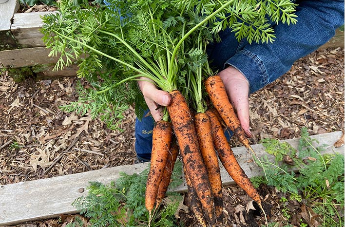 Which is the best country to grow carrots in? Tips for choosing your spot!