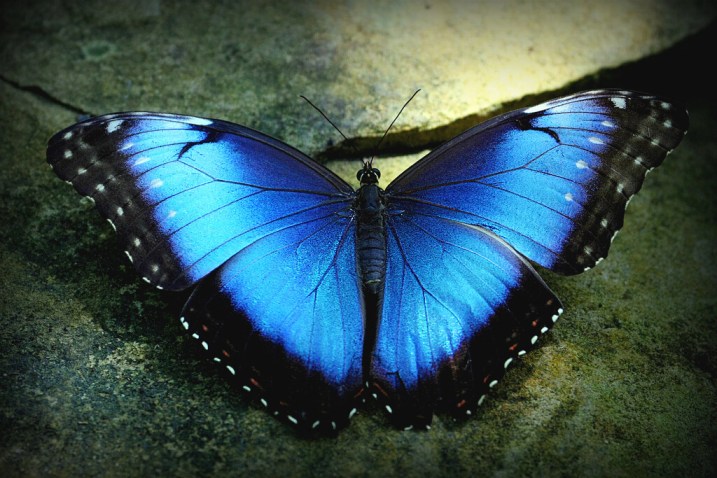 Need Blue Pictures Inspiration? See Amazing Gallery of Blue Hues Now!