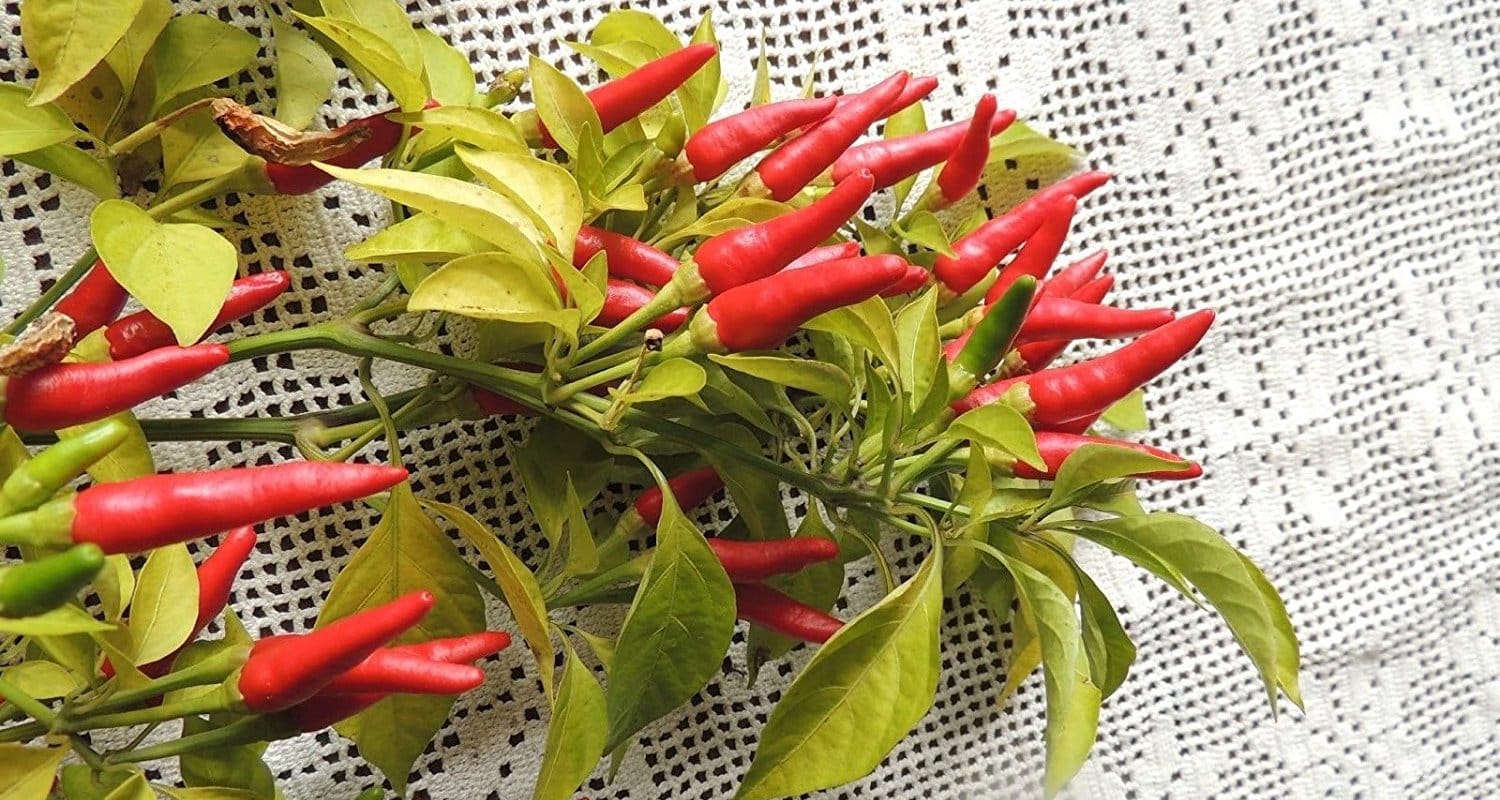 what are spur chilis? a simple guide to understand them